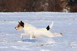 Parson Russell Terrier rennt durch den Schnee / prt running through snow