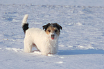 Parson Russell Terrier im Schnee / prt in snow