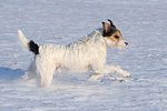 Parson Russell Terrier rennt durch den Schnee / prt running through snow