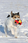 Parson Russell Terrier spielt im Schnee / prt playing in snow