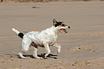 rennender Parson Russell Terrier / running PRT