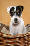 sitzender Parson Russell Terrier Welpe / sitting PRT puppy