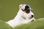 liegender Parson Russell Terrier Welpe / lying PRT puppy