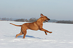 rennender Rhodesian Ridgeback / running Rhodesian Ridgeback