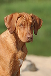 Rhodesian Ridgeback