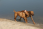 Rhodesian Ridgeback