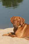 Rhodesian Ridgeback