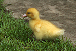 junge Warzenente / young muscovy duck