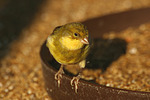 Kanarienvogel / canary