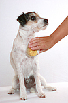 Parson Russell Terrier