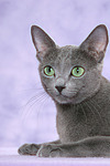 liegende Russisch Blau / lying russian blue