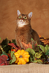 Abessinier / abyssinian cat