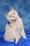 Britisch Kurzhaar / british shorthair