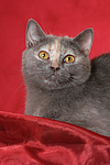 liegende Britisch Kurzhaar / lying british shorthair