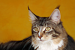 Maine Coon Portrait