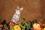 sitzende Ocicat / sitting Ocicat