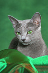 Russisch Blau / russian blue