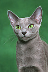 Russisch Blau / russian blue