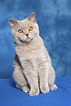 Britisch Kurzhaar / british shorthair