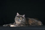 Maine Coon