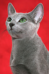 Russisch Blau / russian blue