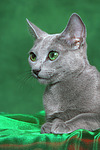 Russisch Blau / russian blue