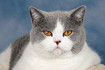 Britisch Kurzhaar / british shorthair