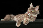 Maine Coon