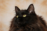 Maine Coon