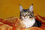 liegende Maine Coon / lying maine coon