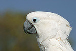 Kakadu Portrait / cockatoo portrait