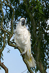 Kakadu / cockatoo