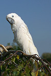 Kakadu / cockatoo