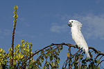 Kakadu / cockatoo