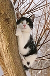 kletternde Hauskatze / climbing domestic cat