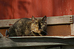 liegende Hauskatze / lying domestic cat