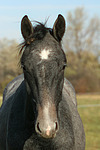Sachsen Anhaltiner Warmblut / horse