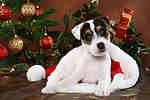 Parson Russell Terrier Welpe zu Weihnachten / PRT puppy at christmas