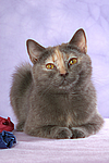 liegende Britisch Kurzhaar / lying british shorthair