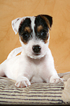 liegender Parson Russell Terrier Welpe / lying PRT puppy