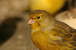 Kanarienvogel / canary