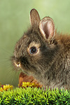 Löwenköpfchen / lion-headed bunny