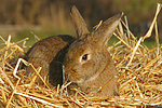 Kaninchen / bunny