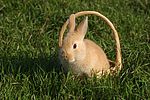 junges Zwergkaninchen / young dwarf rabbit