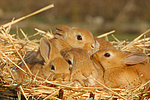 Kaninchen / bunnies