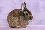 Zwergkaninchen / dwarf rabbit