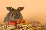 Kaninchen / rabbit