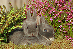 junge Zwergkaninchen / young dwarf rabbits