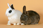 Zwergkaninchen / dwarf rabbits