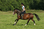 Frau reitet Deutsches Reitpony / woman rides pony